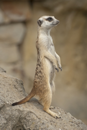 Meerkatの写真素材