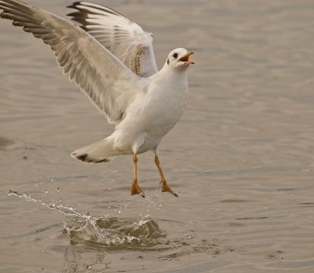 Wings of seagullの写真素材