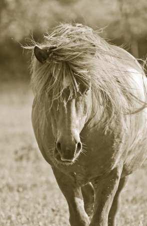 Horseの写真素材