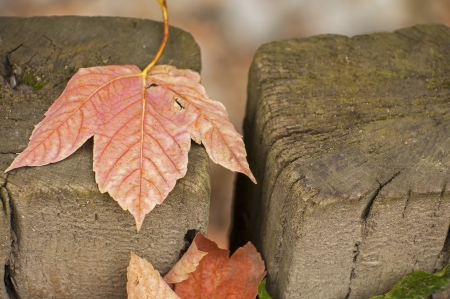 Autumn leavesの写真素材