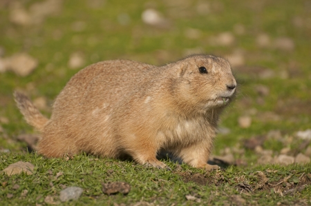 Black-tailed prairie dog