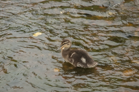 Small wild duckの写真素材