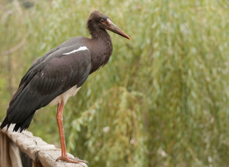Abdim storkの写真素材