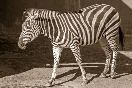 Plains zebraの写真素材