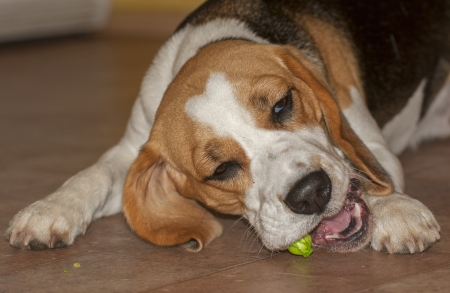 Beagleの写真素材