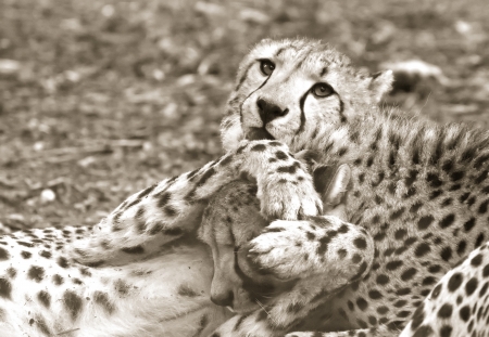 Cheetahの写真素材