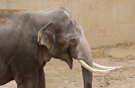 Elephantの写真素材