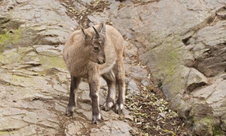 Alpine ibexの写真素材