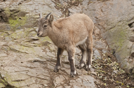 Alpine ibexの写真素材