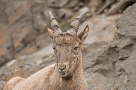 Alpine ibexの写真素材