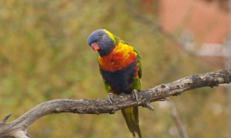 Rainbow lorikeetの写真素材