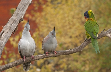 Australian birdsの写真素材
