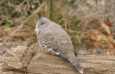 Crested pigeonの写真素材