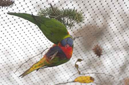 Rainbow lorikeetの写真素材