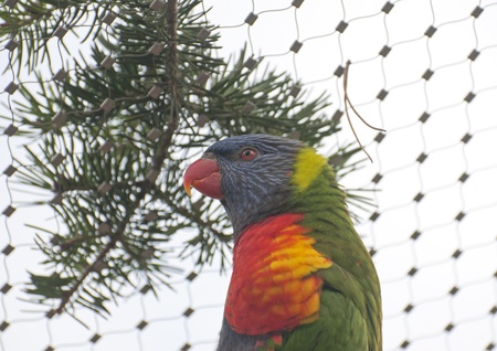 Rainbow lorikeetの写真素材