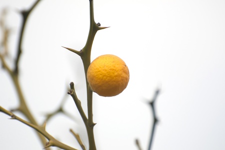 Trifoliate orange