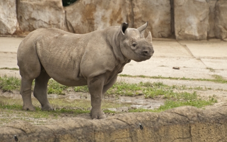 Black rhinocerosの写真素材