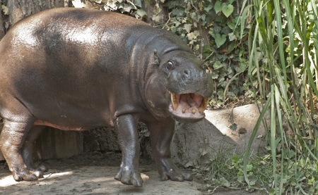 Pigmy hippo
