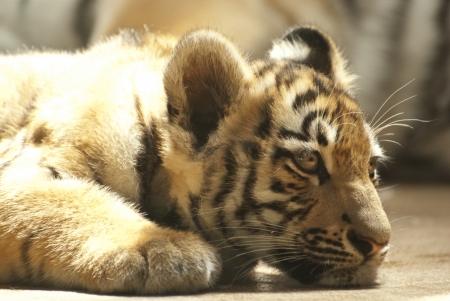 Small tigerの写真素材