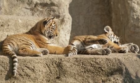 Small tigers