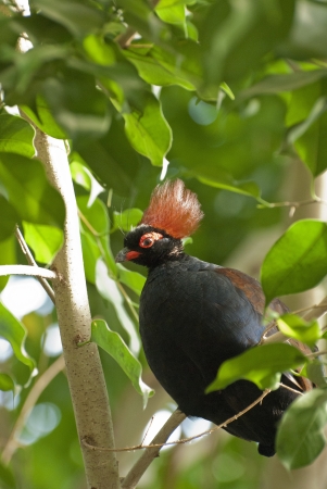 Crested partridgeの写真素材