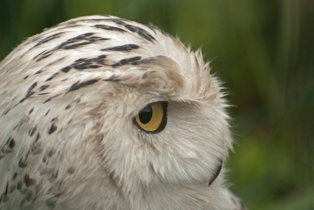 Snowy owlの写真素材