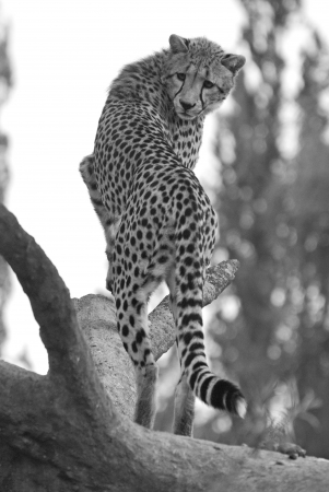Cheetahの写真素材