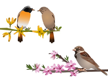 Spring birdsのイラスト素材