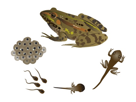 Life cycle of the frogのイラスト素材
