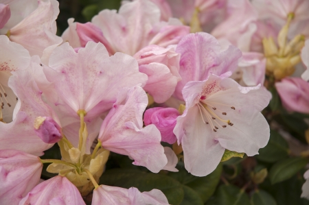Garden flowersの写真素材