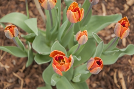 Tulip flowersの写真素材