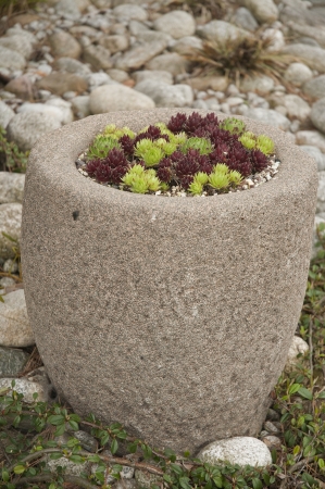 Houseleek in the vaseの写真素材