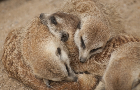 Meerkatの写真素材