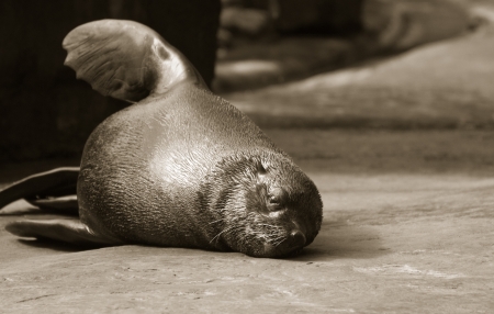 Brown fur sealの写真素材