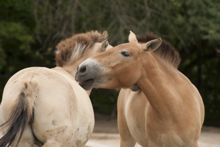 PrzewalskiÂ´s horseの写真素材