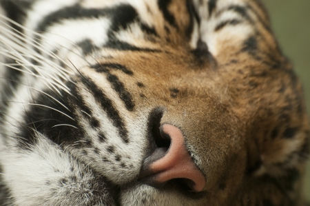 Tigerの写真素材