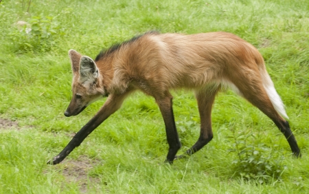 Maned wolfの写真素材