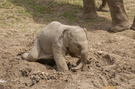 Small elephantの写真素材