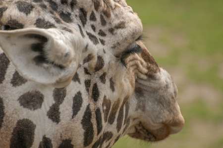 Giraffeの写真素材
