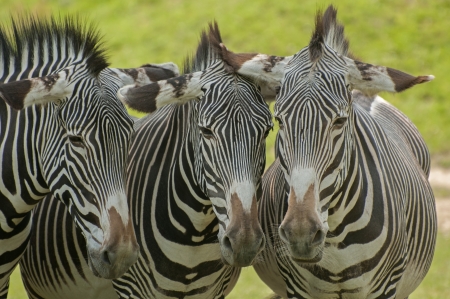 GrÃ©vy's zebraの写真素材