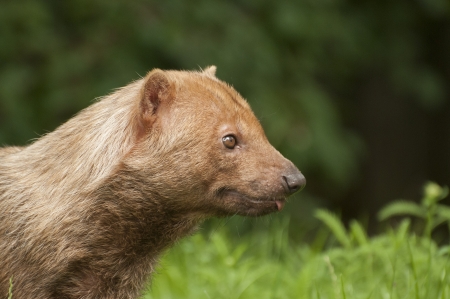 Bush dogの写真素材