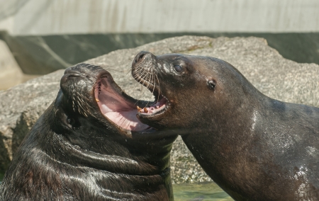 South American sea lionの写真素材