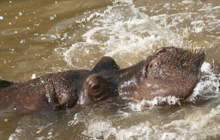 Hippos