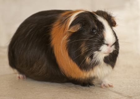 Guinea pigの写真素材