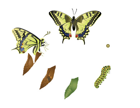 Life cycle of butterflyのイラスト素材