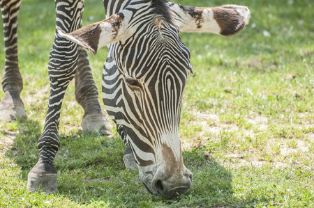 GrÃ©vyÂ´s zebraの写真素材