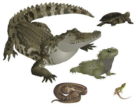 Reptiles setのイラスト素材