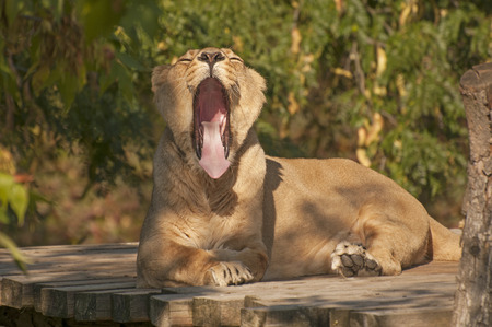 Asiatic lionの写真素材