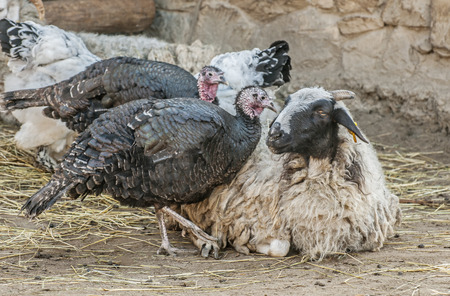 Farm animals