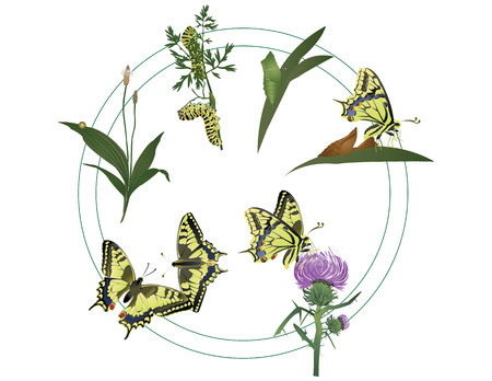 Life of butterflyのイラスト素材